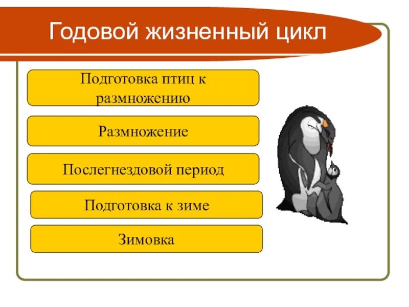 Последовательность сезонных явлений в жизни птиц