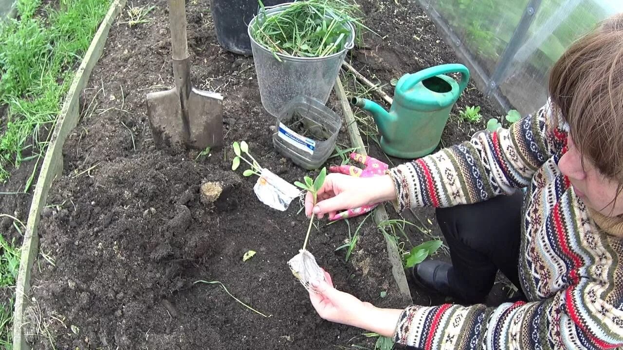 Урожайный огород последнее видео 2023. Канал урожайный огород с татьяной щедриной. Урожайный огород. Урожайный огород с татьяной щедриной. Урожайный огород с татьяной щедриной.