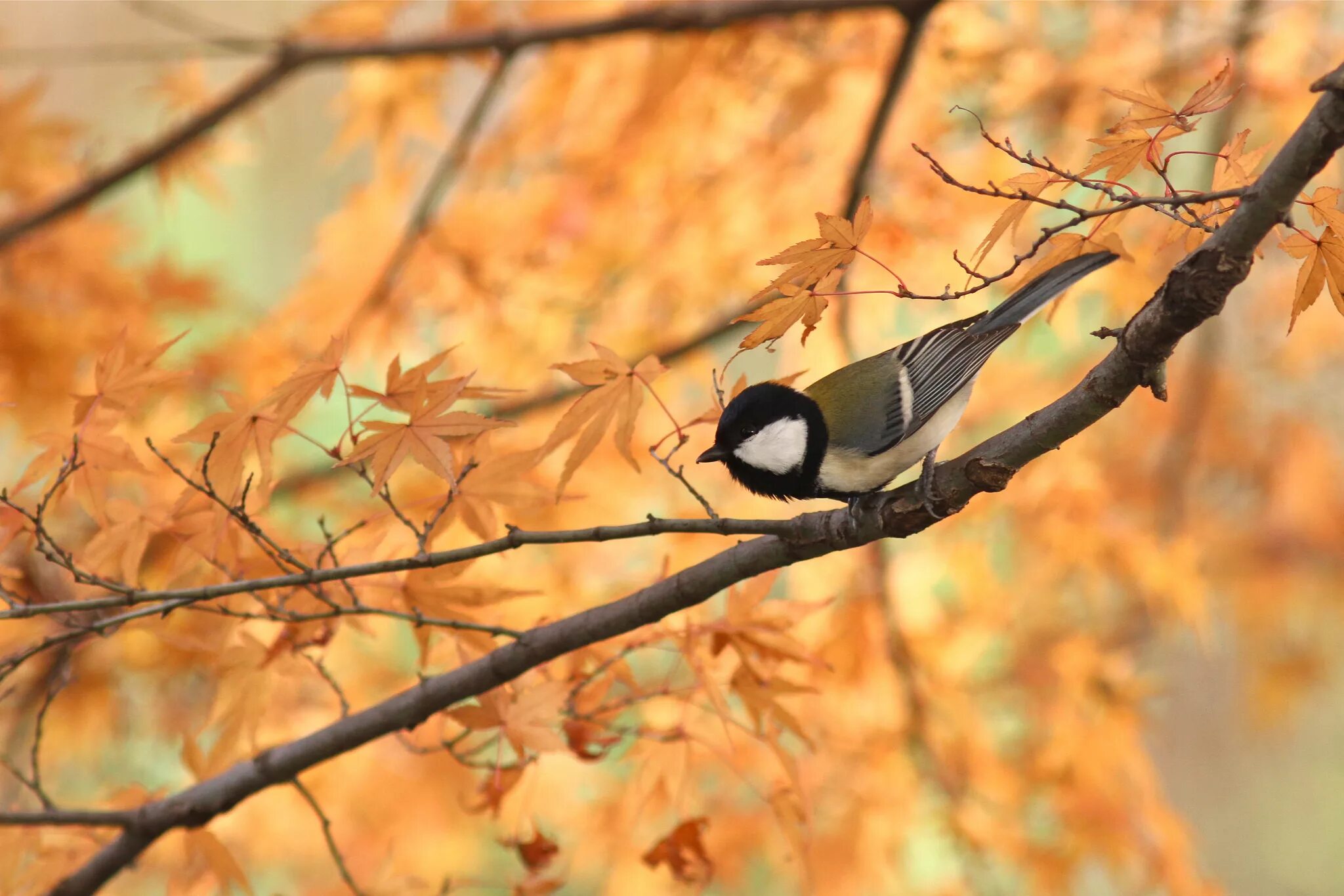 Autumn birds. Осенние птицы. Осень птицы. Птицы осенью. Птицы в листве.