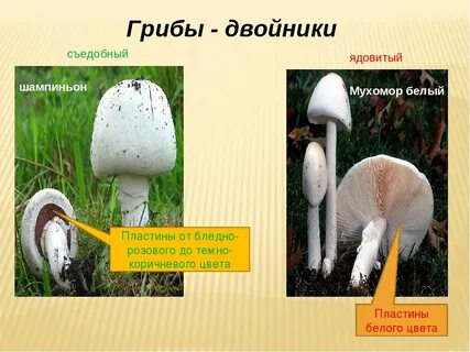 Ложный шампиньон от настоящего как отличить фото