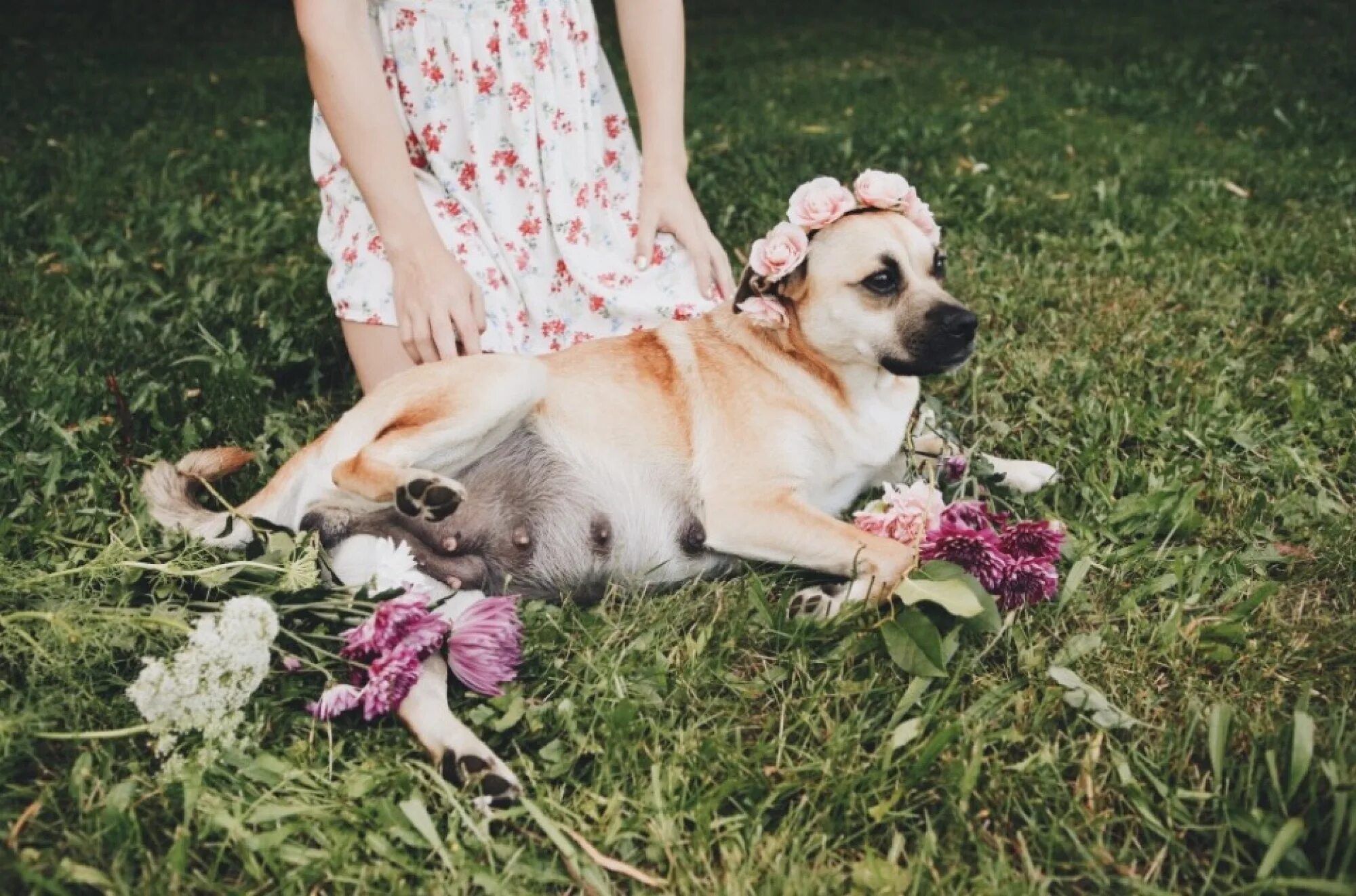 Dog has woman. Фотосессия с собакой. Фотосессия беременной собаки. Фотосессия для беременных с собакой.