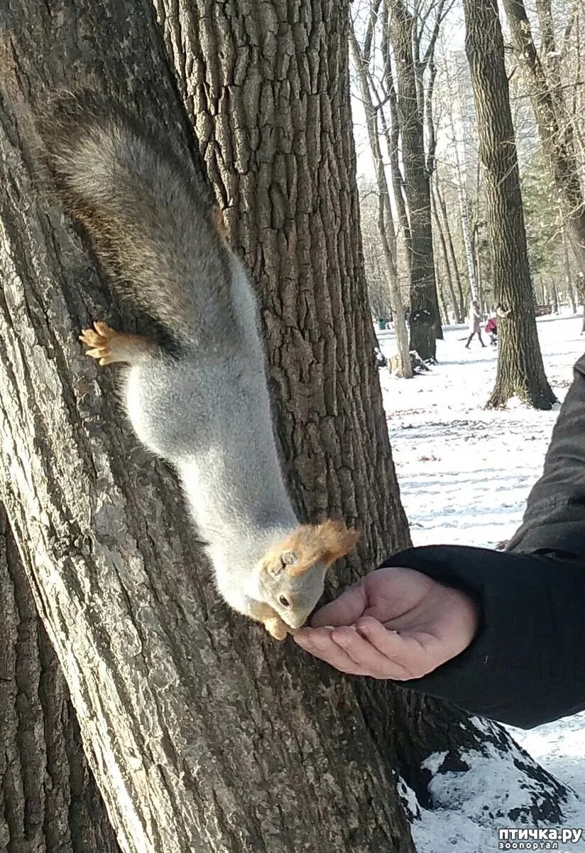 Кормление белочки. Чем кормить белок. Подкармливать белок. Кормит белку. Что можно давать белки