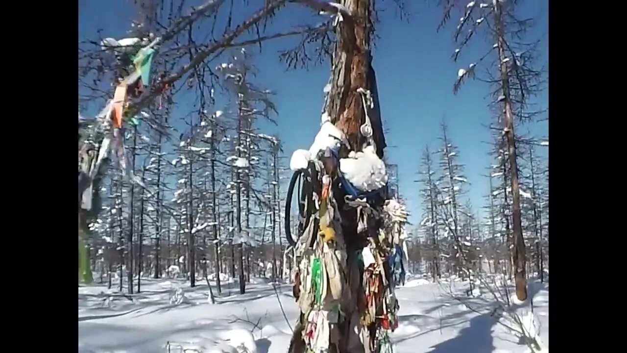 Шаман дерево Якутск. Шаман Магадан. Колымский шаман дерево. Дерево шаманов эвенков.