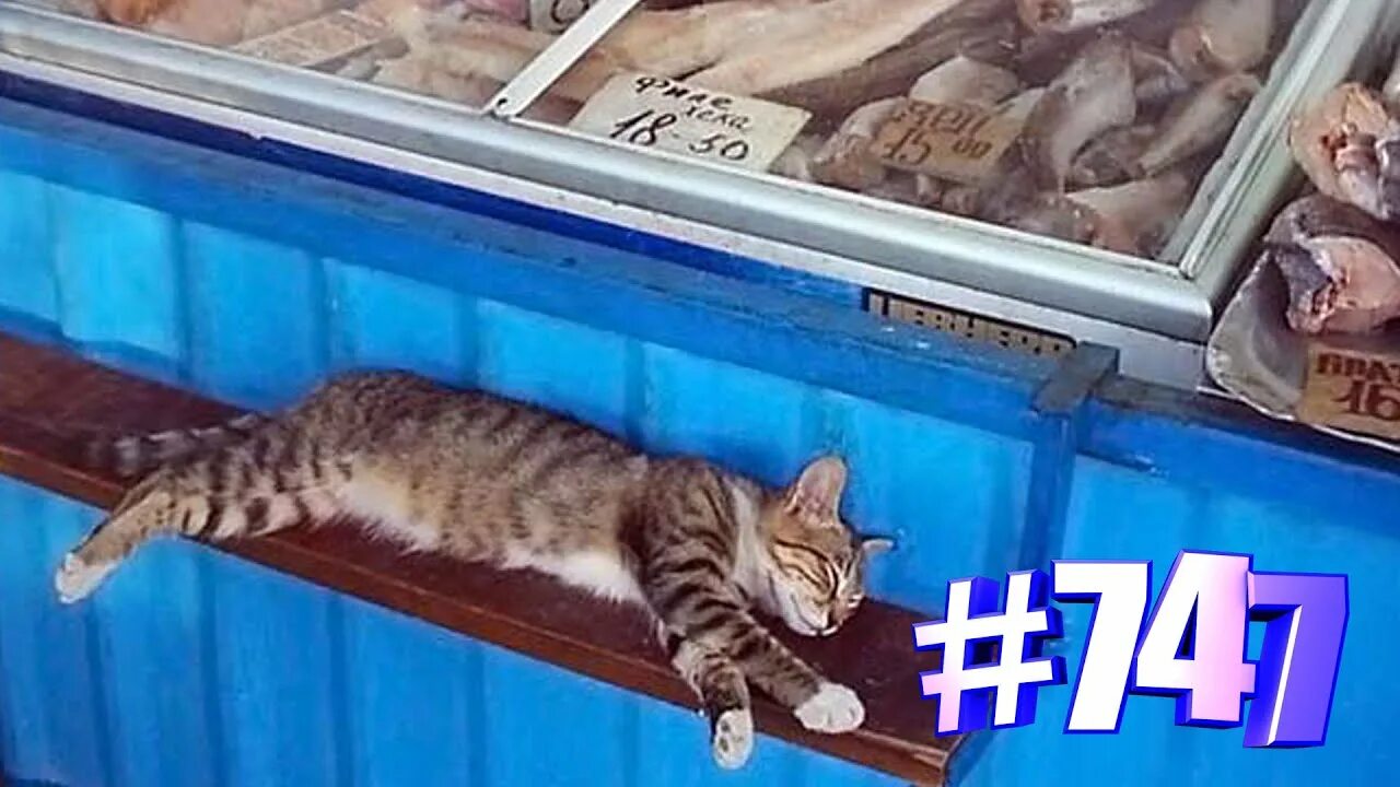 Почем кот. Кот на рынке. кот в рыбном отделе. коты на рыбном рынке.