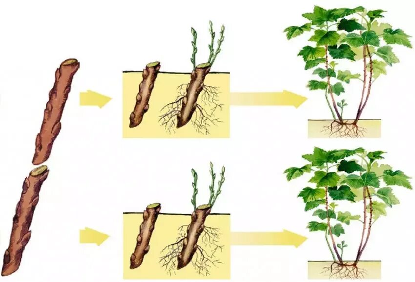 Как размножить смородину от куста. Стеблевой черенок смородины. Вегетативное размножение смородины черенками. Вегетативное размножение стеблевыми черенками. Стеблевой черенок вегетативное размножение.