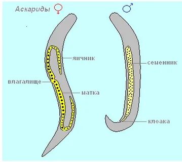 Половая система круглых