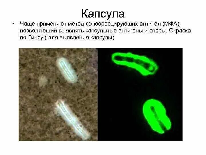 МФА метод флюоресцирующих антител. Метод флюоресцирующих антител (МФА, IFA). Метод флюоресцирующих антител микробиология. Прямой метод флюоресцирующих антител. Называют обладают флюоресцируют