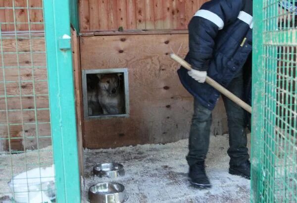 Инвентарь для уборки вольеров собак. Уборка вольеров в зоопарке. Вольеры для собак в приюте. Настил в вольере для собаки. Средства для дезинфекции вольеров для собак.