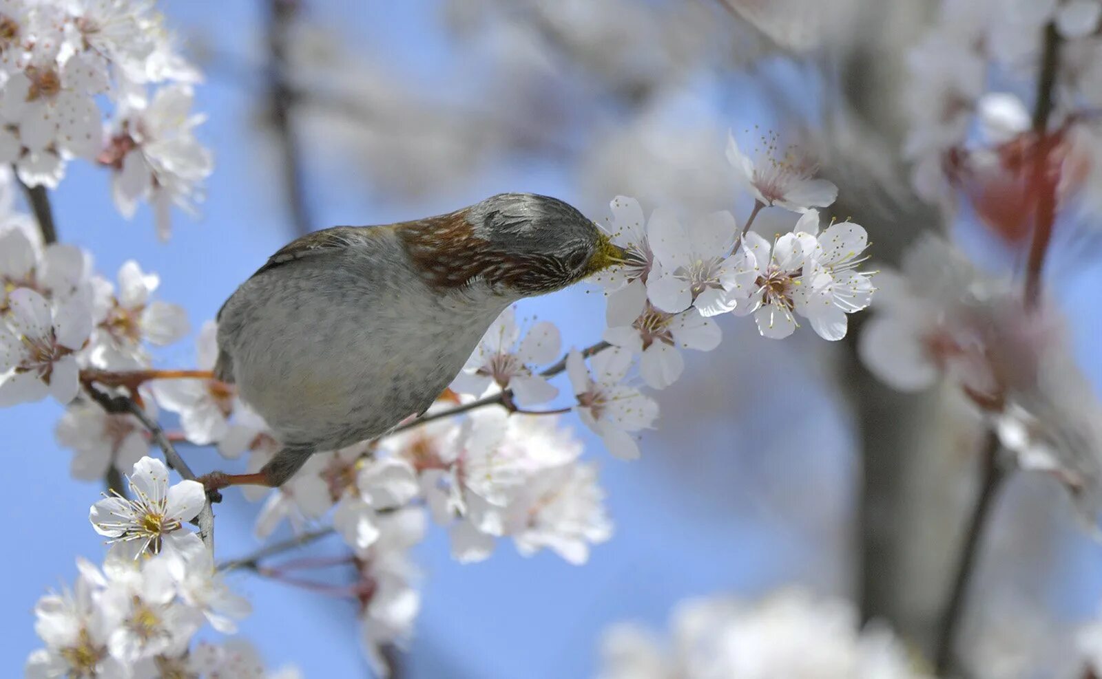 Самая первая птица весной. Весенние птицы.