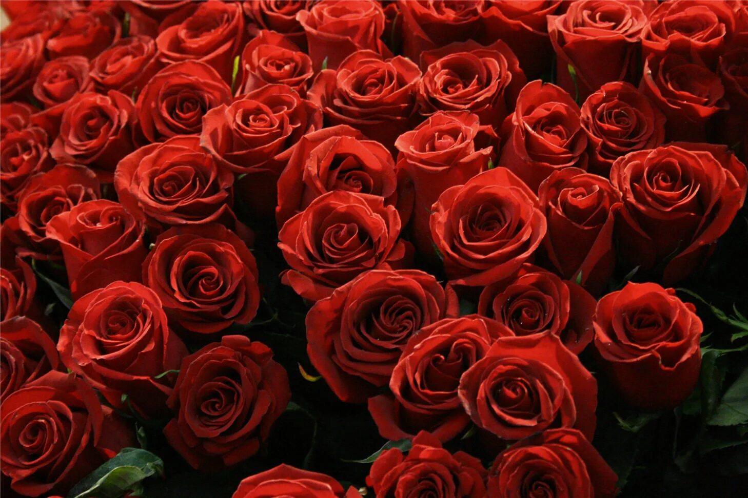 Красный цветок. Алые розы. Красные розы.