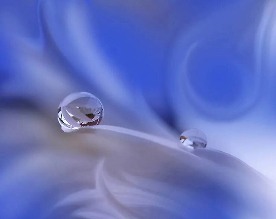 капелька красоты и заботы. капельки росы на цветах. капля нежности. природа макро. нежность.