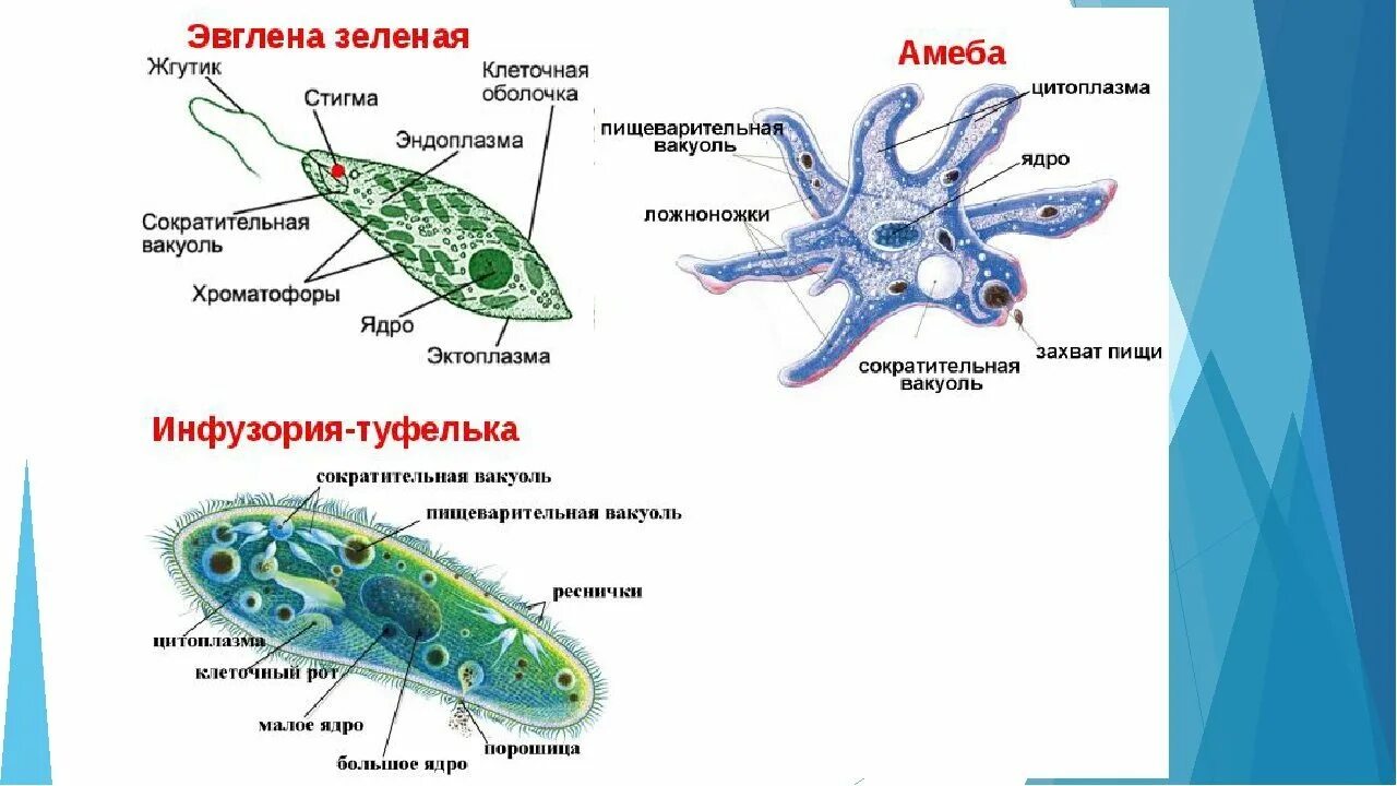 Организм простейших состоит из. Строение амебы обыкновенной эвглены зеленой инфузории туфельки. Строение амебы эвглены зеленой и инфузории туфельки. Амеба и инфузория туфелька. Царство животных Подцарство одноклеточные.