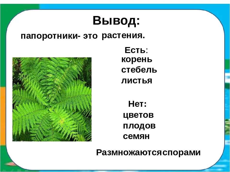 Папоротник который едят. Вывод папоротника. У папоротников есть корни. У папоротников есть но нет.