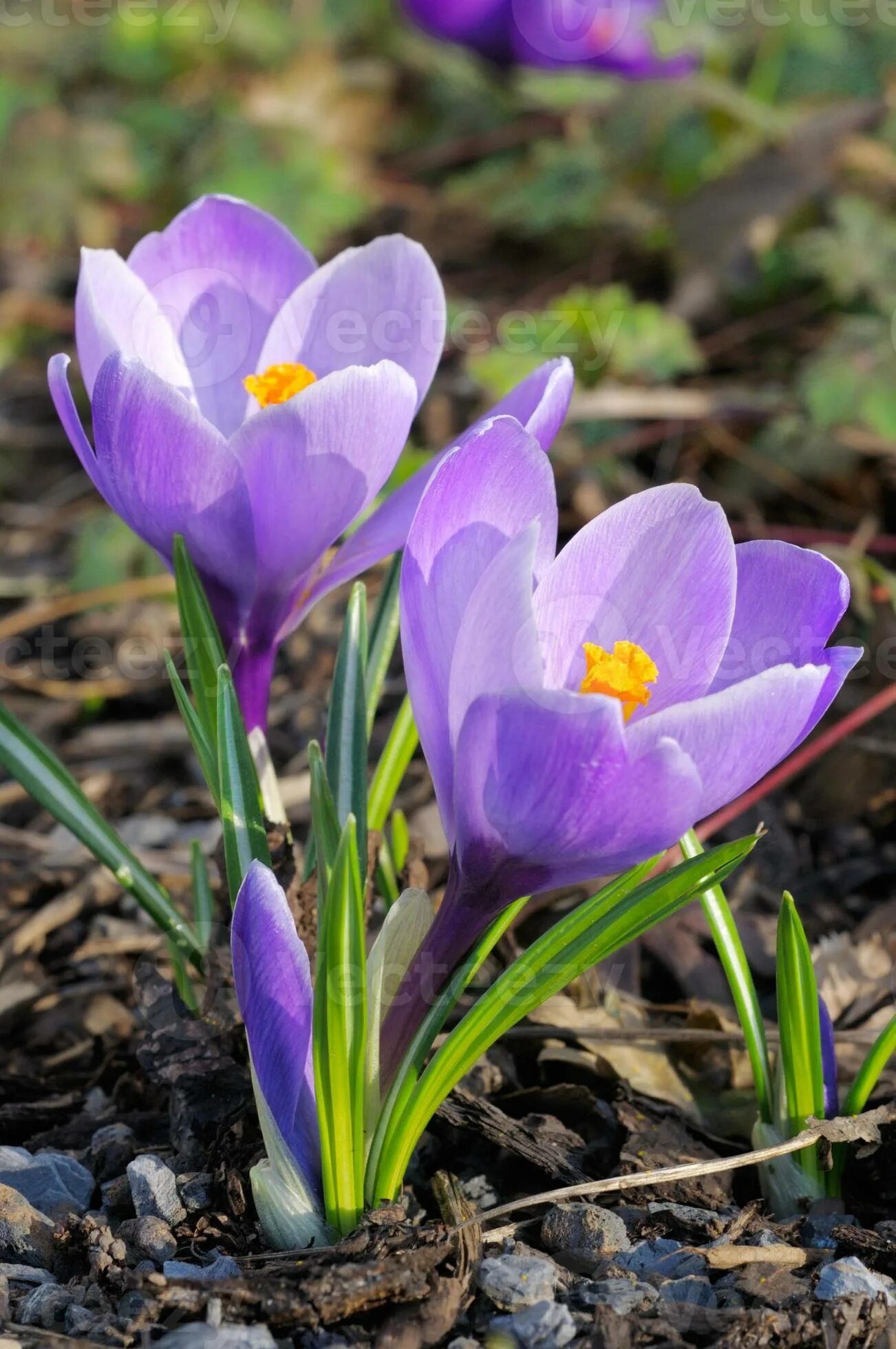 Крокус Шафран весенний. Первоцветы крокусы. Крокус фиолетовый первоцвет. Шафран первоцвет.