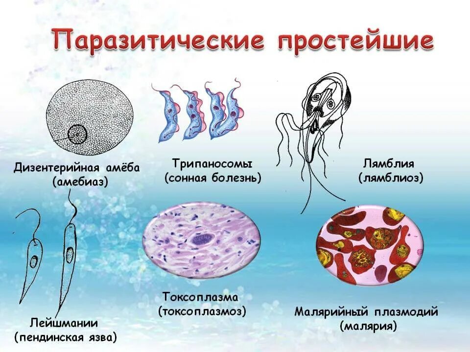 Тип развития заболевания. К паразитическим простейшим относятся лямблии малярийный плазмодий. Паразитические одноклеточные животные. Простейшие паразиты форма паразитирования. Строение паразитических простейших.