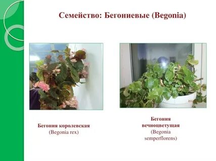 Тип корневой системы бегонии