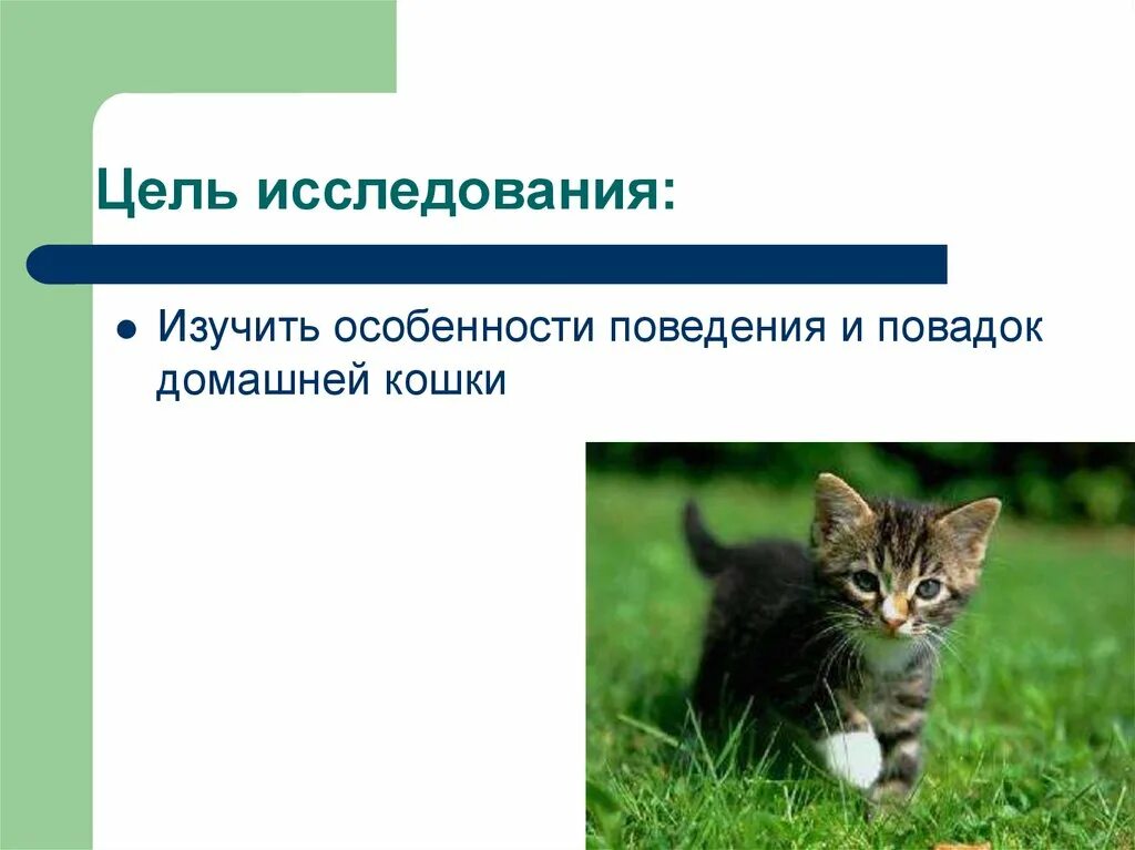 Презентация о домашней кошке. Особенности поведения кошек. Поведение домашних животных. Повадки домашних животных.