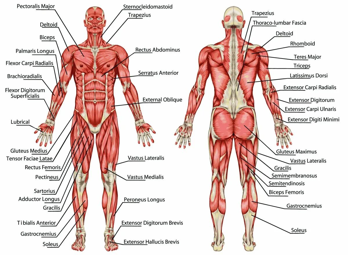 Анатомия картинки. Мышечная система человека схема. Мышцы на скелете человека спереди. Мышечная система спереди и сзади. Строение скелета и мышц человека с названиями.