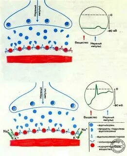 Миорелаксанты механизм действия