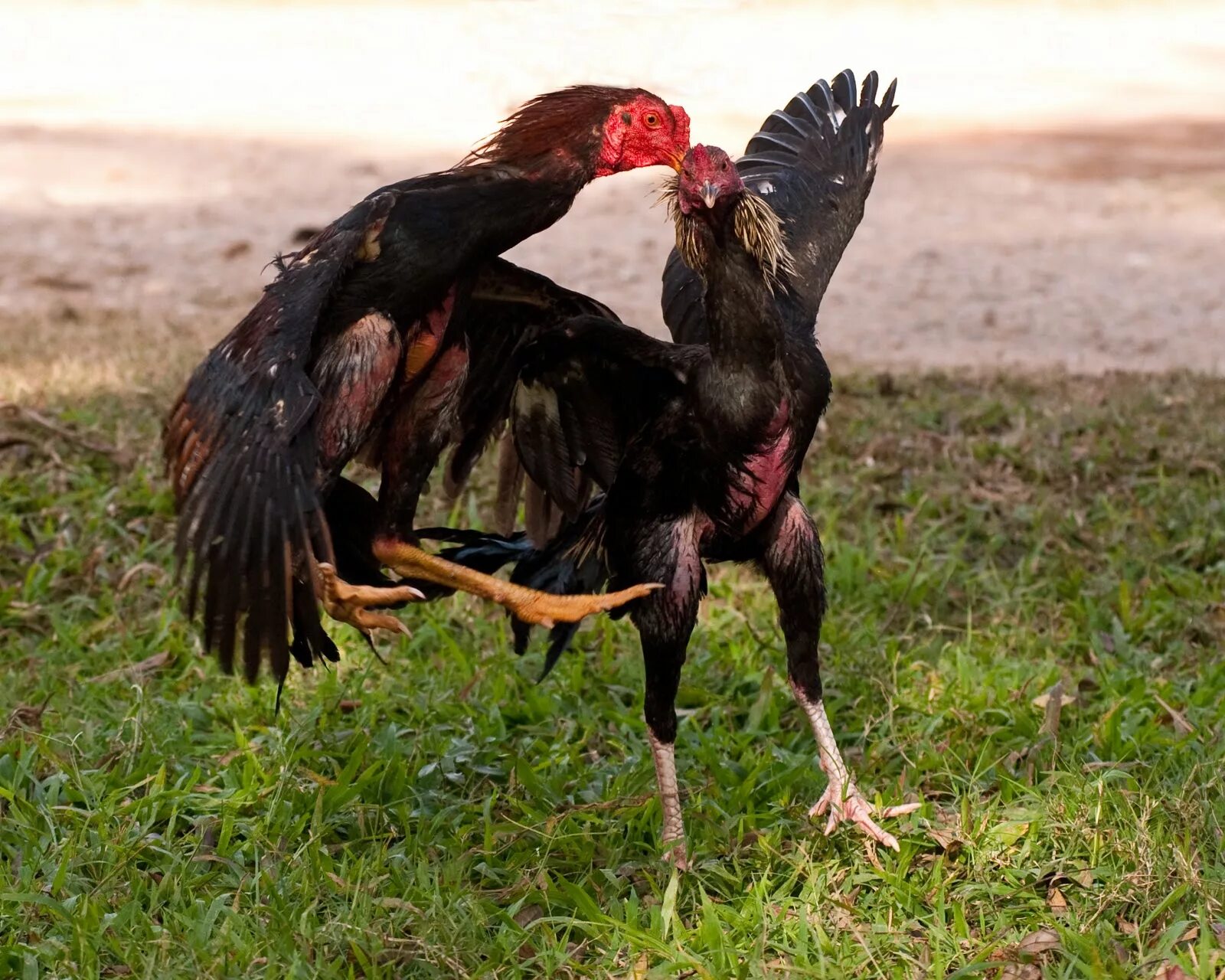 Fighting cock. Хинт петух. Хороз.