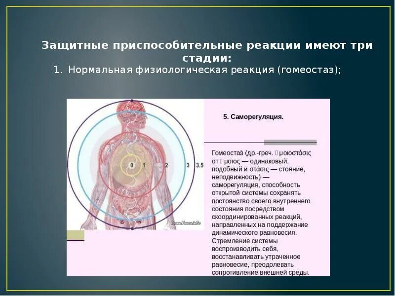 Значение защитно приспособительных реакций. Защитноприсосииельные реакции. защитно-приспособительные реакции имеют 3 стадии. физиологические защитные реакции.