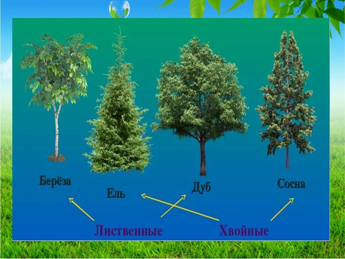 Сосна относится к хвойным. Липа хвойное или лиственное дерево. Листвинные дерпевья и хвой. Деревья делятся на лиственные и хвойные. Хвойные и лиственные деревья названия.