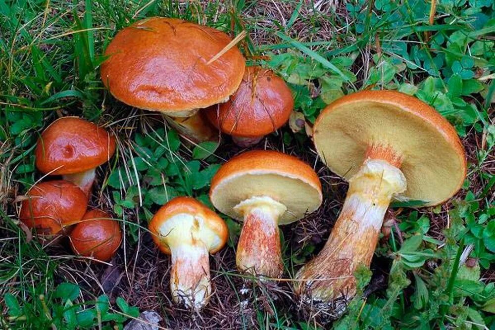 Грибы маслята ложные. Съедобные грибы маслята. Масленок Suillus. Маслята и ложные маслята. Есть гриб масленок