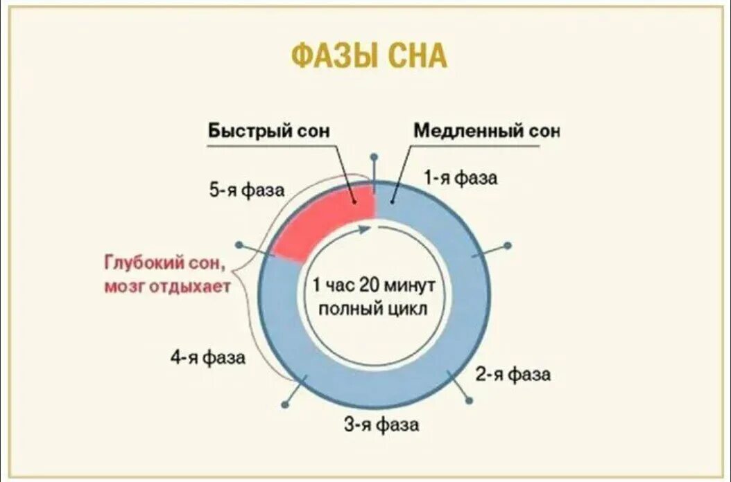 Назовите фазы сна