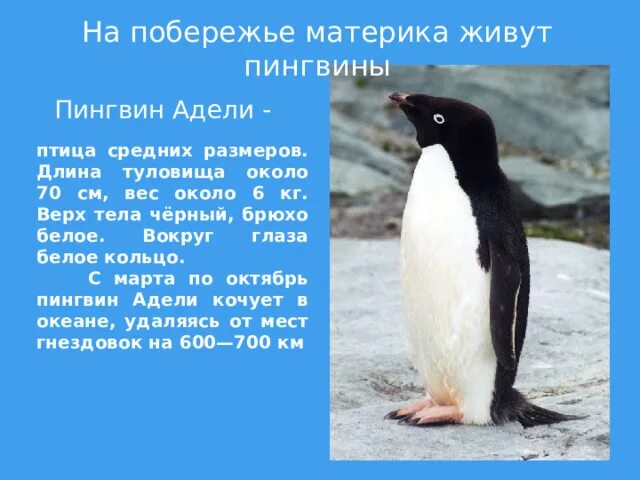 Пингвин Адели. Где живёт Пингвин?. Пингвин живет на материке. На каком материке живут пингвины.