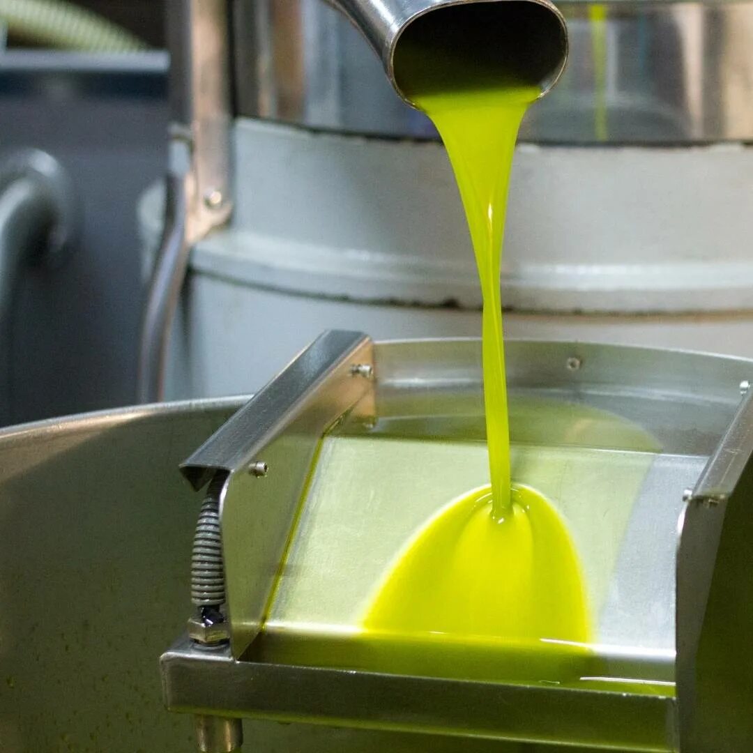 Производство оливкового масла. Свежевыжатое оливковое масло. Свежевыжатое оливковое масло цвет. Оливковые прессы.