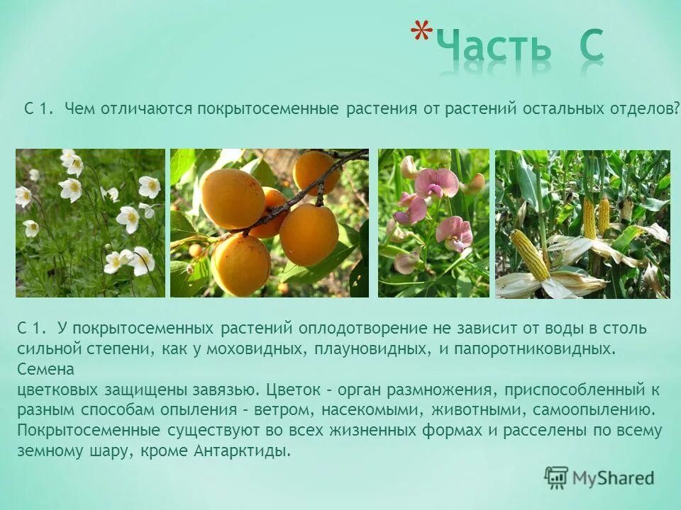 Строение покрытосеменных 5 класс. Внешнее строение покрытосеменных растений. Характеристика класса покрытосеменные растения. Где находятся покрытосеменные растения. Отдел покрытосеменных (цветковых)растений.