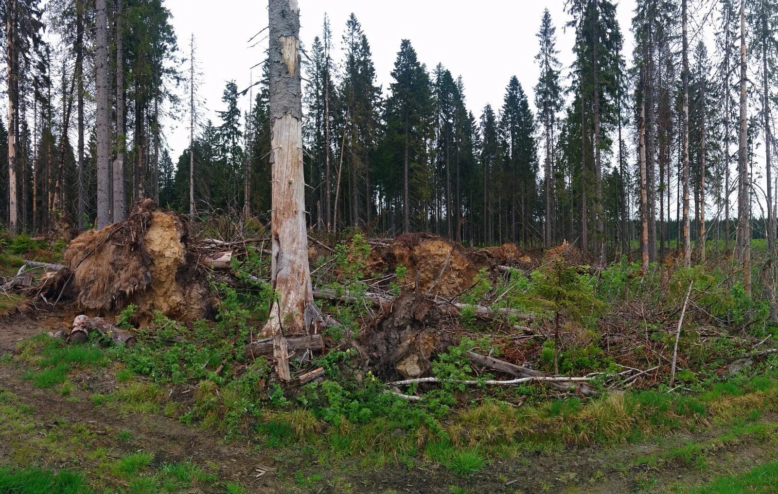 Выборочная санитарная рубка. Вырубка лесов в Ленинградской области. Санитарная рубка леса. Санитарная рубка деревьев. Сплошные выборочные рубки