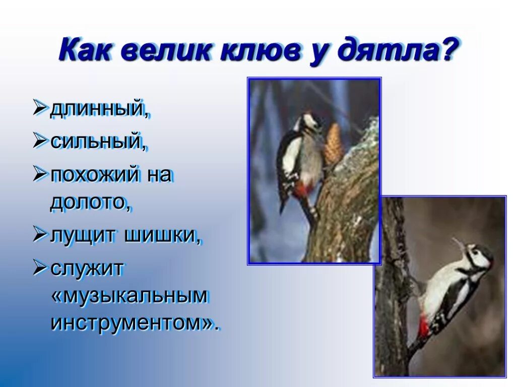 Дятел описание. Птицы питающиеся насекомыми. Что обозначает слово дятел. Птицы санитары леса. Дятел словарное слово.