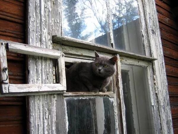 Грозит ему в окно. Форточка. Форточка в деревне. Кот выглядывает из окна. Кот выглядывает из форточки.