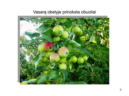 Созревание яблони
