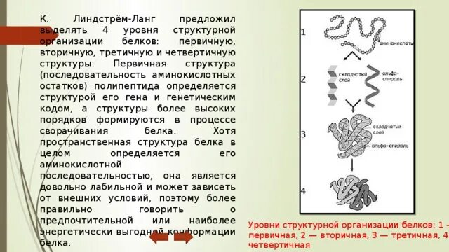 Как образуется вторичная и третичная структура белка. Первичная вторичная и третичная структура белков. первичная вторичная и третичная структура днк. структура белков первичная вторичная третичная четвертичная. структуры белка первичная вторичная третичная четвертичная.