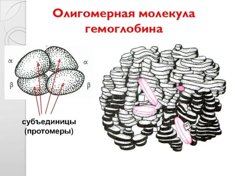 Строение рибосом и их функции. Субъединицы белков. Рибосома малая и большая субъединица. Субъединицы белков. Четвертичная структура белков.