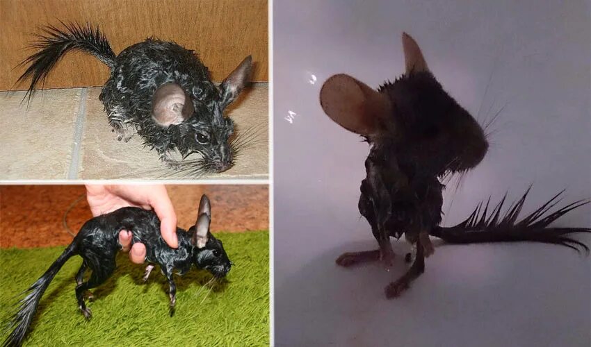 Шиншилла купается. Шиншилла купается. Шиншилла моется. Шиншилла купается. Мокрая шиншилла.