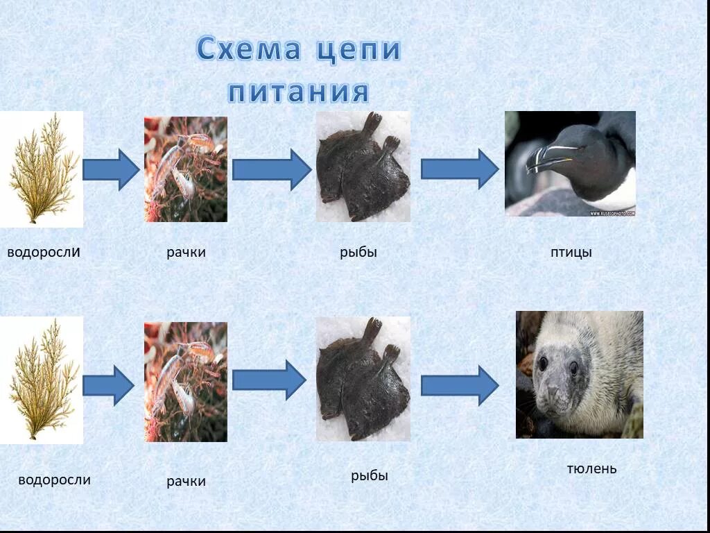 Составь цепь питания 4 класс. Схема цепи питания характерной для арктических пустынь. Схема цепи питания характерной для арктической пустыни. Цепь питания арктических пустынь 4 класс схема. Схема цепи питания в арктической пустыне.