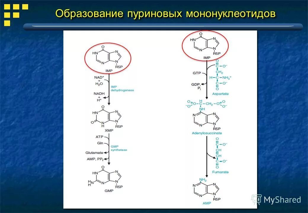 Пуриновыми нуклеотидами являются. Схема синтеза пуриновых мононуклеотидов. Синтез пиримидиновых мононуклеотидов. Синтез пуриновых мононуклеотидов. Регуляция биосинтеза пуриновых мононуклеотидов.