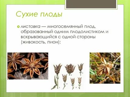 К какому семейству относится плод