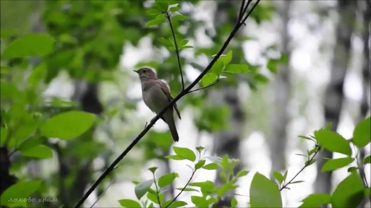 Ты не пой соловей под моим. Соловей поет. Соловей в лесу. Соловьи монастырского сада. Соловей гиф.