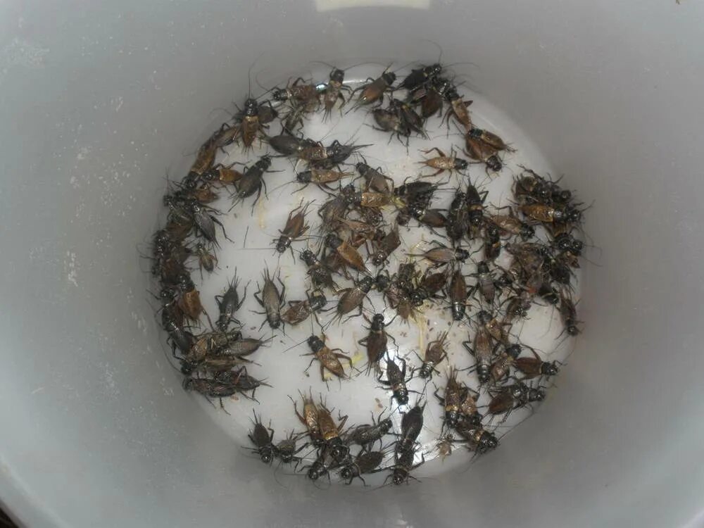 Дом со сверчком. Сверчок домовый. Сверчок домашний. Избавляемся от сверчков в доме. Отрава от сверчков.