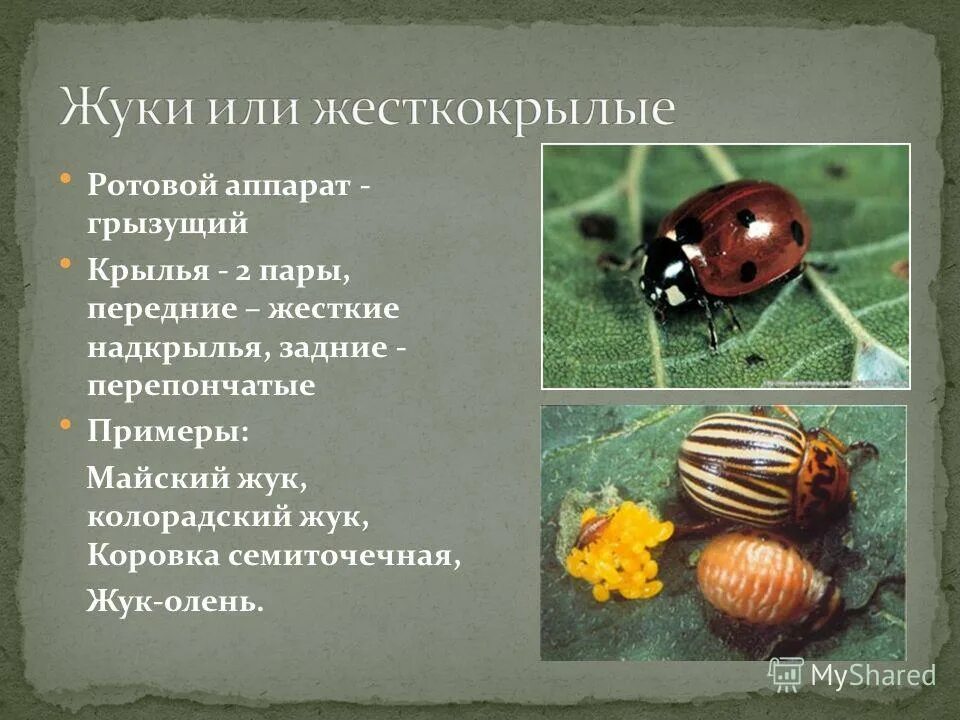 Типы ротовых аппаратов насекомых. Отряд жесткокрылые крылья. Жесткокрылые тип ротового аппарата. Майский жук презентация. Жесткокрылые тип ротового аппарата.