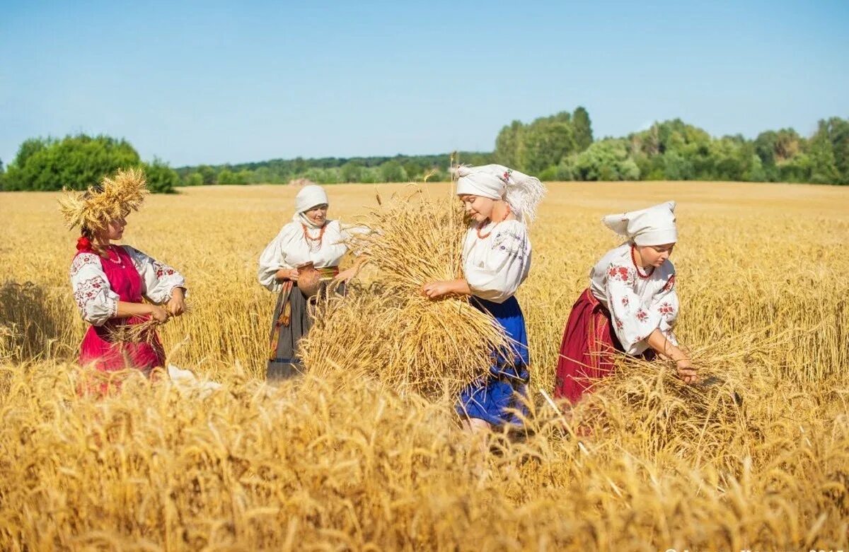 Сбор урожая в поле. Уборка хлеба в поле. Сбор урожая хлеба. Жатва.