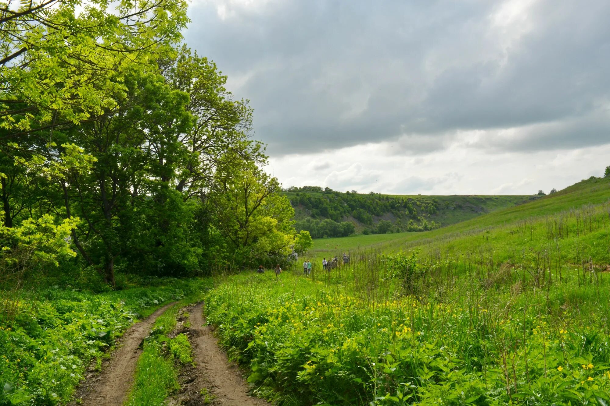 Верхневолжская возвышенность. Верхне-волжская равнина. Равнины воронежской области. Среднерусская возвышенность равнина. Верхневолжская низина.