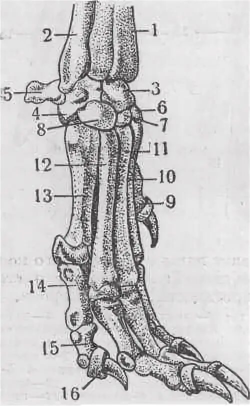 Анатомия костей передней лапы собаки. Строение пясти собаки. Конечность собаки анатомия кости. Кости запястья собаки анатомия.