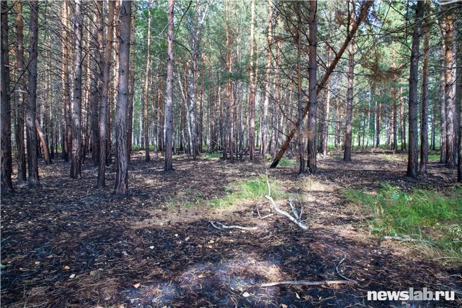 Восстановление елового леса после пожара. Леса после пожара. Сосновый лес после пожара. Восстановление леса после низового пожара. Восстановление кедрового леса после пожара.