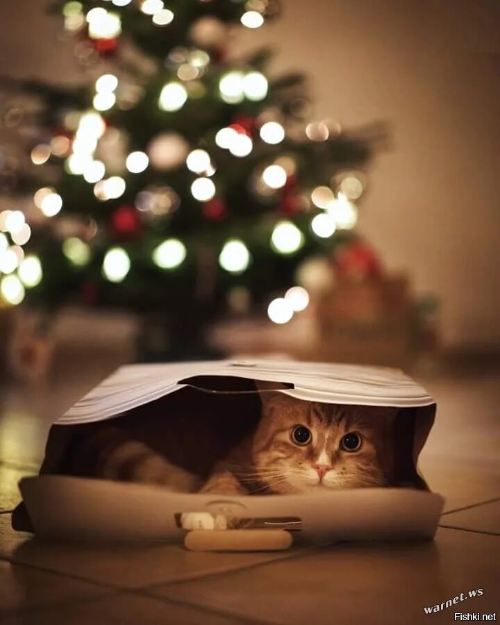 Утро новый год картинки прикольные. С добрым новогодним утром. Рождественский кот. Рыжий кот новый год. Кот спит под елкой.