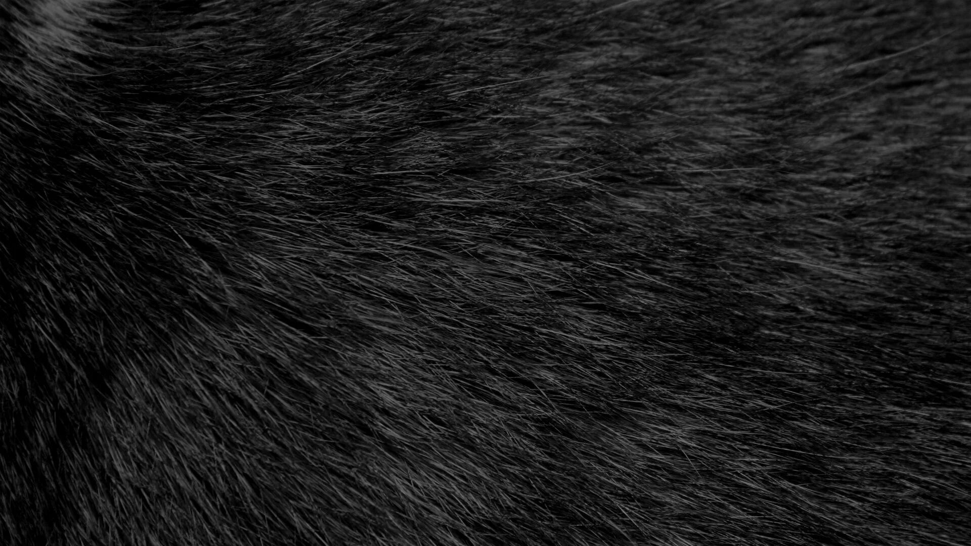Monkey fur